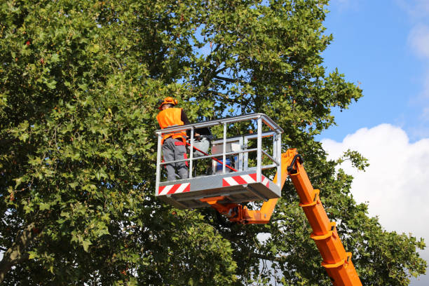 How Our Tree Care Process Works  in Terrebonne, OR